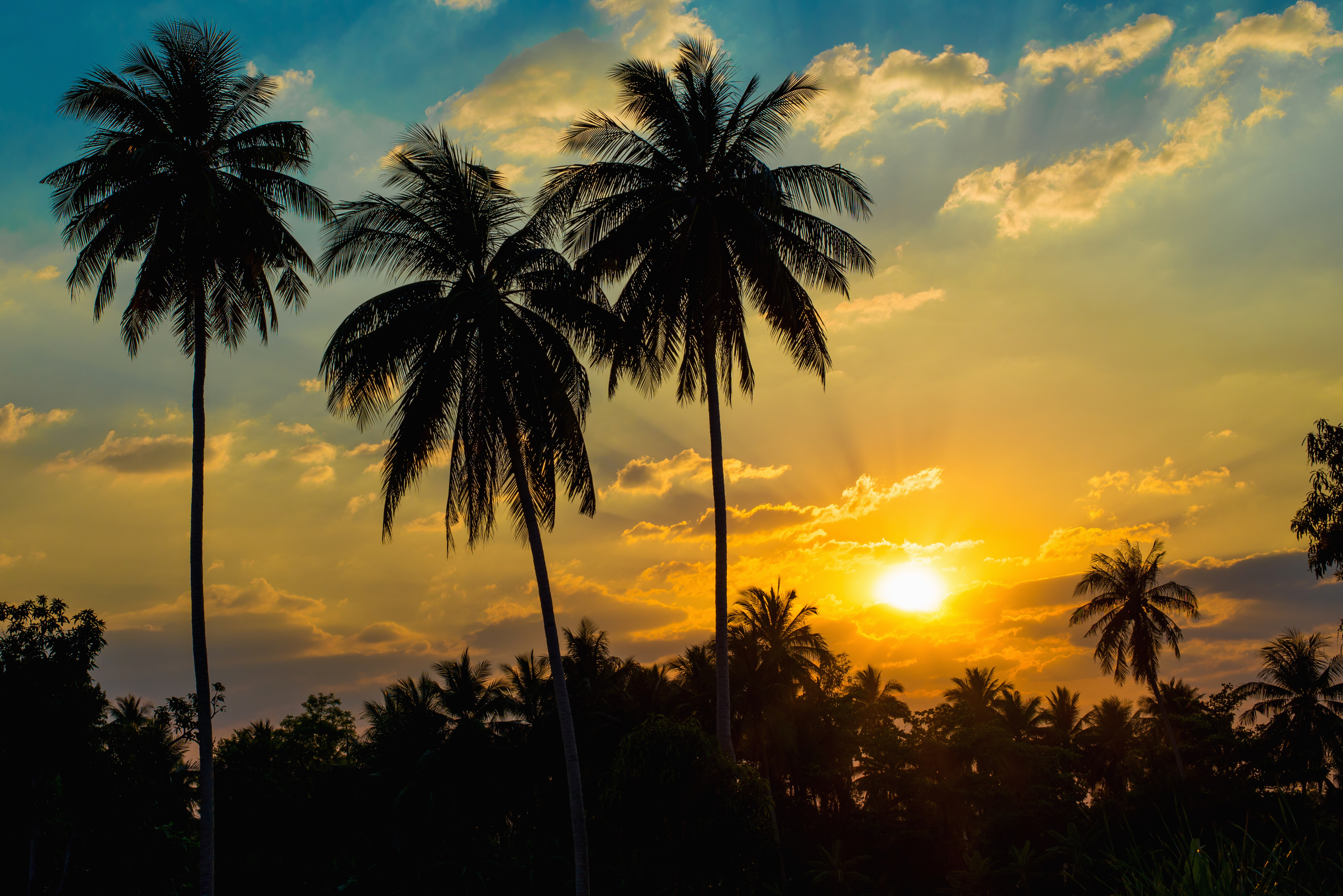 Silhouetted of coconut tree during sunset
