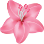 image of a flower
